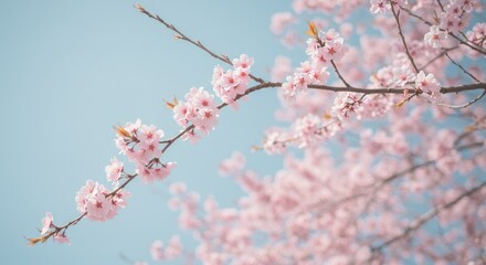Obraz premium Floral Spring Branch Pink Cherry Blossom Bloom on Blue Sky Photo