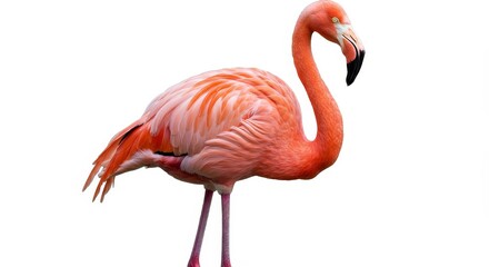 Obraz premium Close-up Flamingo Bird Pink Plumage Exotic Avian Wildlife Tropical