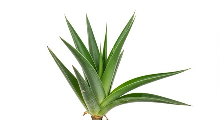 Obraz premium Isolated Aloe Vera Plant Green Succulent Herb Natural Medicine