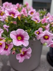 pink flowers in a pot