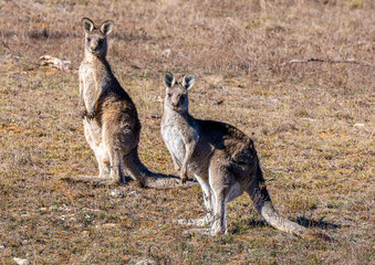 Two kangaroos