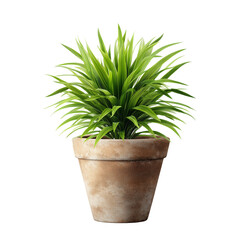 Potted plant isolated on white background
