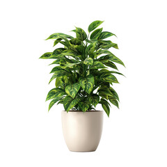 Potted plant isolated on white background