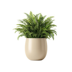 Potted plant isolated on white background
