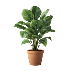 Potted plant isolated on white background