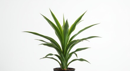 Obraz premium Photo of Dracaena Houseplant Green Leaves on White Background Indoors