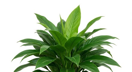 Fototapeta premium Photo of Green Spathiphyllum Plant Isolated on White Background