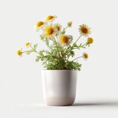 Naklejka premium Minimal vector of a chamomile flower in a white ceramic pot on a clean white background