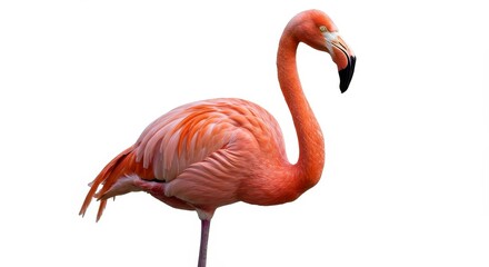 Fototapeta premium Realistic Image of Graceful Pink Flamingo Bird Wildlife Exotic Animal