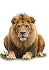 Fototapeta premium Realistic Photo of Majestic Lion Detailed Mane Isolated on White Background
