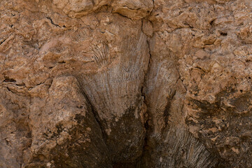 Fossil corals of the Red Sea. Ancient creatures, turned into stone. Reef corals.