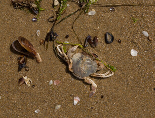 Liocarcinus depurator (Portunus plicatus), sometimes called the harbour crab, or sandy swimming crab. The fauna of the Black Sea. Dead animals.
