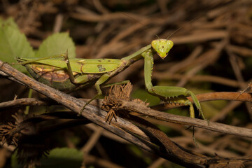 The European mantis (Mantis religiosa).A green female insect, in dense vegetation, is preparing to lay eggs.