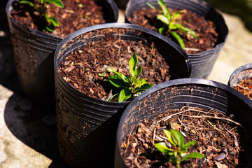 Small green sprouts grow in black plastic pots, symbolizing new life, growth, and the start of a gardening journey under natural daylight.

