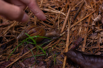 A human finger gently points at a large snail with a striped shell, crawling on a forest floor covered in dried leaves and green grass under natural light.


