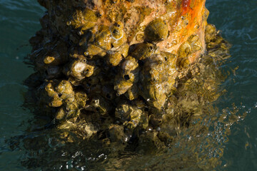 Tetraclita squamosa - Thatched barnacle. Balanus (Balanomorpha) is a genus of barnacles in the...