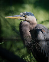 Great Blue Heron