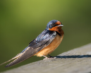 Barn Swallow