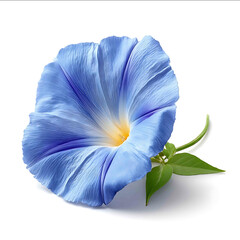 blue morning glory flower isolated on pure white vibrant summer bloom crisp edges
