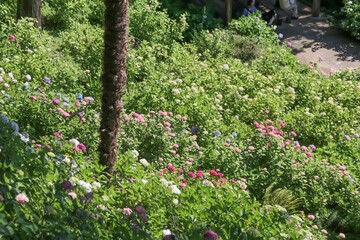 服部農園あじさい屋敷（千葉県茂原市）。約18,000㎡の山の斜面に250品種・10,000株以上の色とりどりの紫陽花が咲き乱れる。