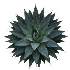 Illustration of Agave plant isolated on transparent background
