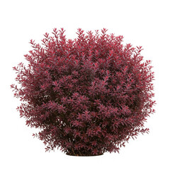 Illustration of Red bush isolated on transparent background