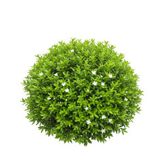 Fototapeta premium Illustration of Green bush with small white flowers isolated on transparent background