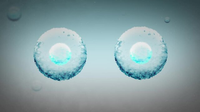 Two Stem Cells Replicate in the Human Body