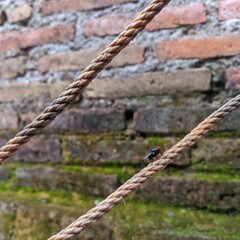 Close-up of a fly perched on a brown rope with a rustic brick wall background