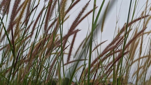 pennisetum pedicellatum