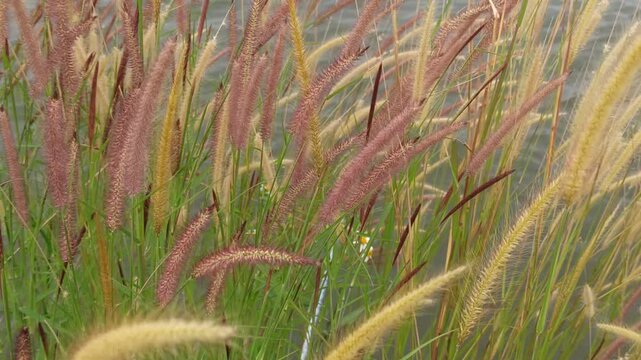 pennisetum pedicellatum