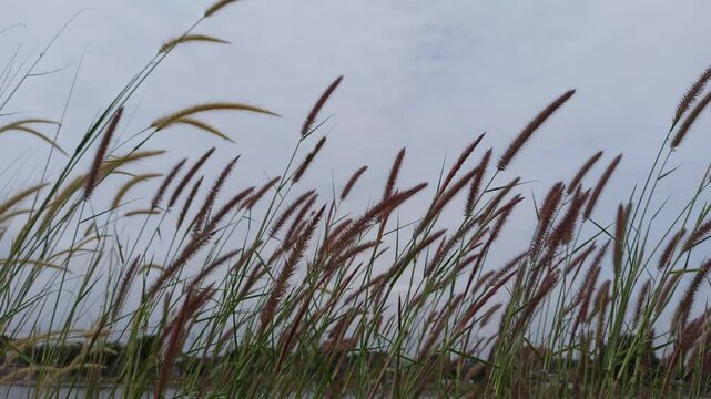 pennisetum pedicellatum