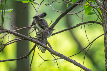 Acadian flycatcher fledglings perched on a branch.