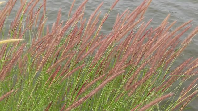 pennisetum pedicellatum