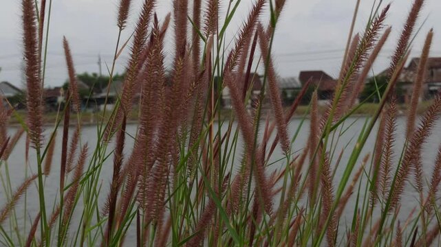 pennisetum pedicellatum