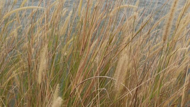 pennisetum pedicellatum