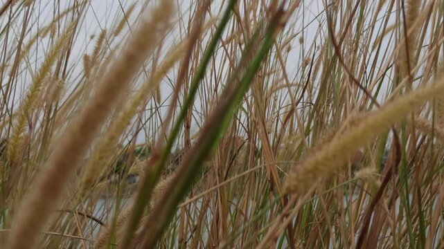 pennisetum pedicellatum