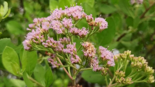 Pluchea indica flowers