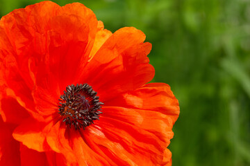 Close-up of a blooming garden poppy bud. Beautiful flowers in the summer season.