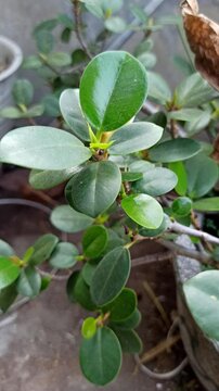 Ficus microcarpa