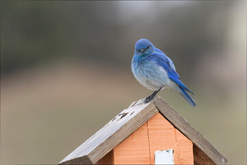 Mountain Bluebird