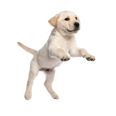 Adorable Yellow Labrador Retriever Puppy Jumping