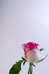 The simplicity of the composition highlights the flower's elegance.