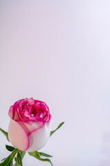 The simplicity of the composition highlights the flower's elegance