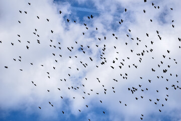 big flock of Alpine chough or yellow-billed chough (Pyrrhocorax graculus) flying over the austrian alps