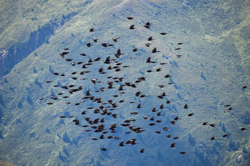 big flock of Alpine chough or yellow-billed chough (Pyrrhocorax graculus) flying over the austrian alps