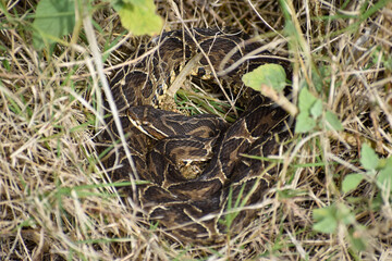 Bothrops alternatus, commonly called yarara, a highly venomous pit viper species, seen at Reserva Ecologica Costanera Norte, Buenos Aires, Argentina