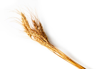 Golden rice plant on a white background , Natural rice straw grass