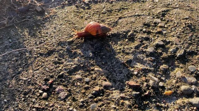 a snail is passing by in the morning