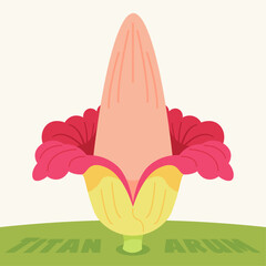 Stylized illustration of a blooming Titan Arum, Amorphophallus titanum, the corpse flower, showcasing its unique structure and vibrant colors. Botanical vector art.